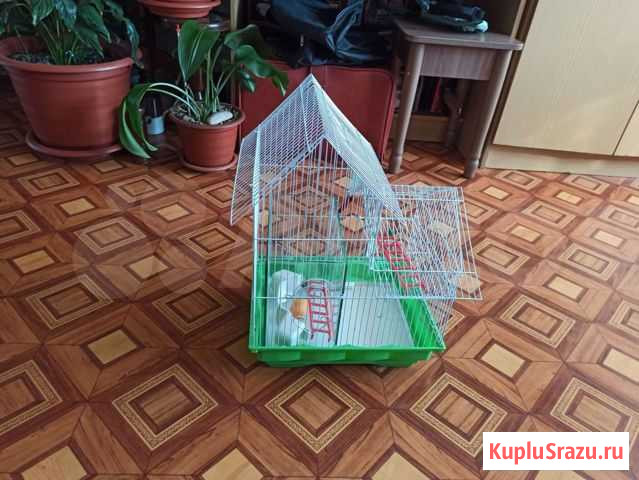 Клетка Омск - изображение 1