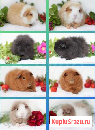 Морские свинки разных пород Санкт-Петербург - изображение 1