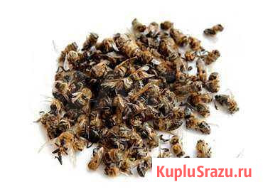 Пчелиный подмор Свободный - изображение 1