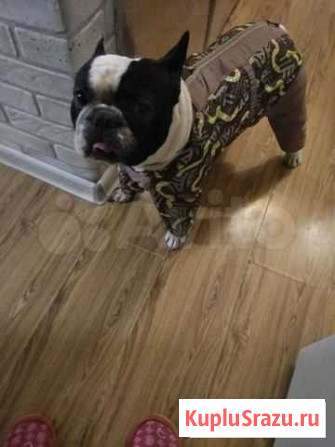 Комбинезон для собаки Можайск - изображение 1