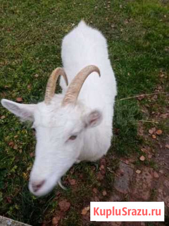 Коза зааненская Талдом - изображение 1