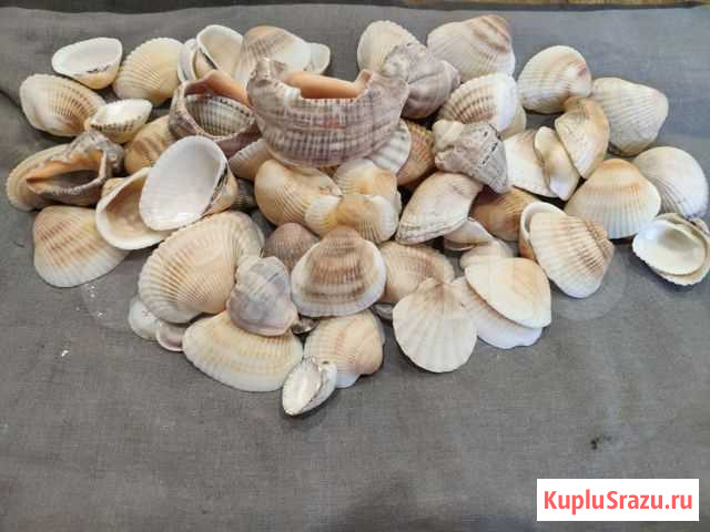 Ракушка морская Краснодар - изображение 1