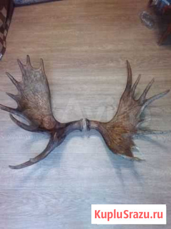 Лосиные рога Электросталь - изображение 1