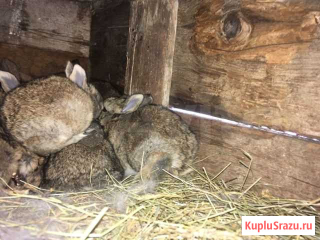 Кролик с крольчихами Сергокала - изображение 1
