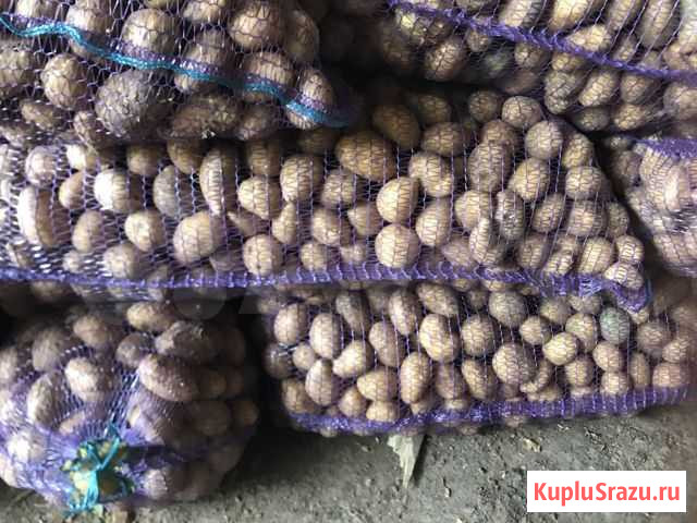 Семеной кортофель; Калетта;Белороза; Галла Тимашевск - изображение 1