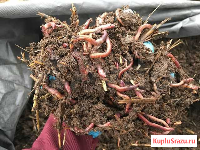 Червь красный Краснодар - изображение 1
