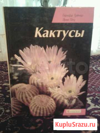Все про кактусы Ачинск - изображение 1