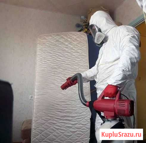 Уничтожение клопов, тараканов, мух, блох Анапа - изображение 1