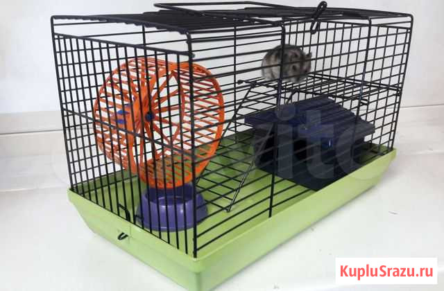 Хомяк + клетка + колесо + поилка + кормушка Иркутск - изображение 1