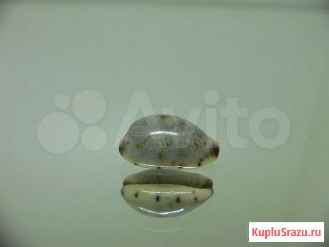 Морская раковина (ракушка) - Cypraea gracilis Владивосток - изображение 1