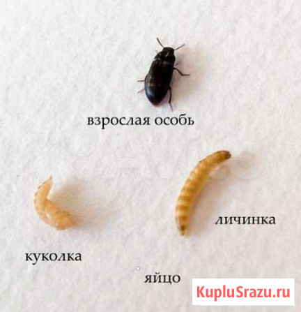 Жук Знахарь (Чернотелка) Краснодар - изображение 1