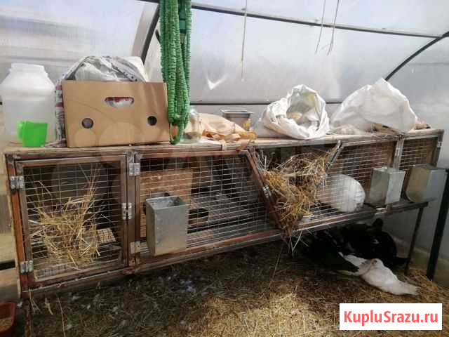 Клетка Белово - изображение 1