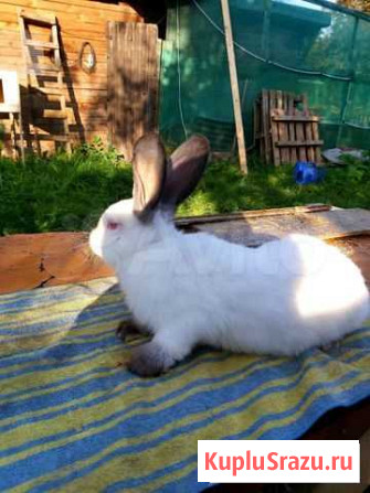 Кролики Калифорния, Строкач Троицк - изображение 1