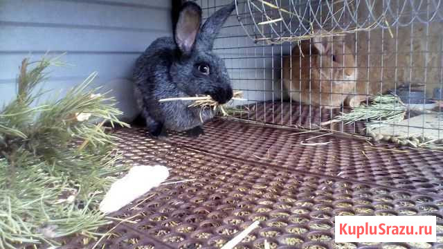 Мясо Кроликов под заказ Ильский - изображение 1