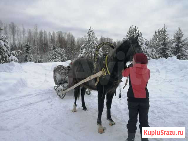 Лошади Чайковский - изображение 1