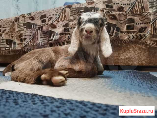 Козлик Нубийский Калач - изображение 1