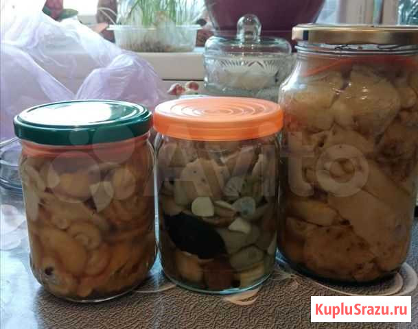 Грибы Новокузнецк - изображение 1