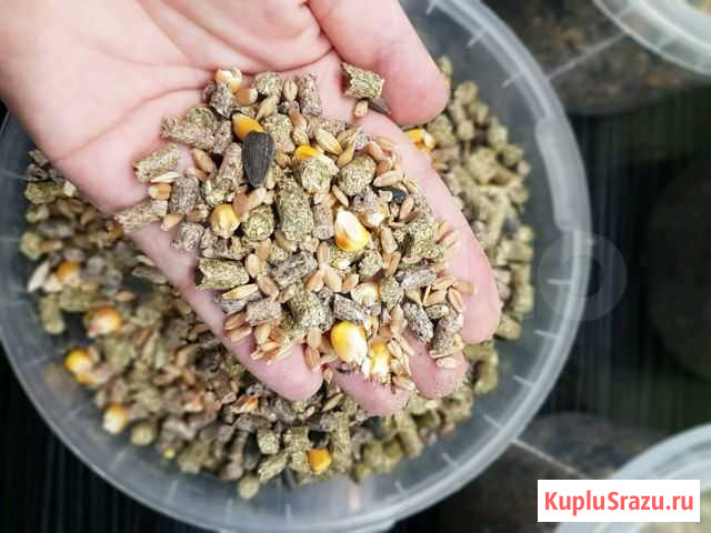 Корм для кроликов, морских свинок, шиншилл Краснодар - изображение 1