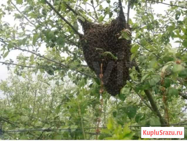 Сниму рой пчел Тимашевск - изображение 1