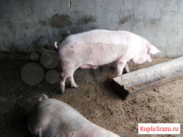 Мясо свинина домашняя Белово - изображение 1