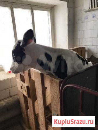 Телята Октябрьское - изображение 1