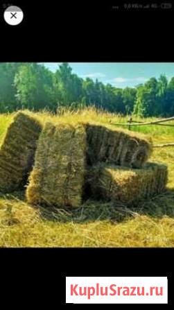 Сено в тюках Пычас - изображение 1