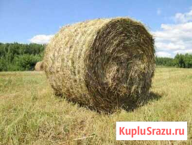 Продается сено Кирсанов - изображение 1