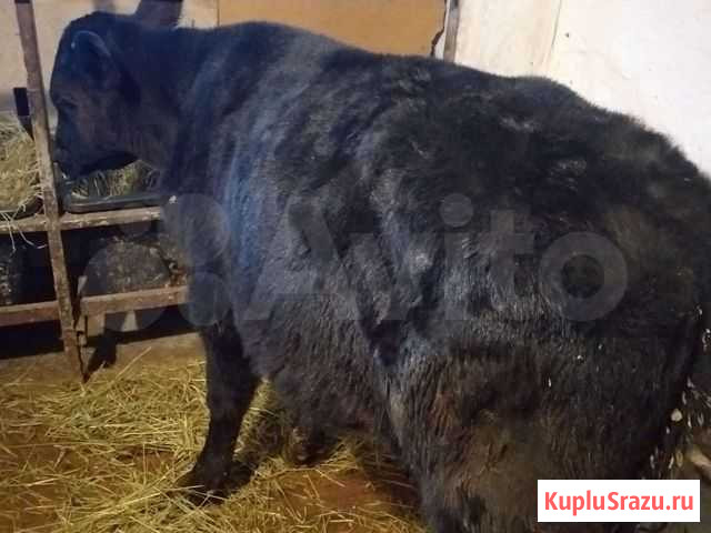 Бычки Домашнии Лабинск - изображение 1