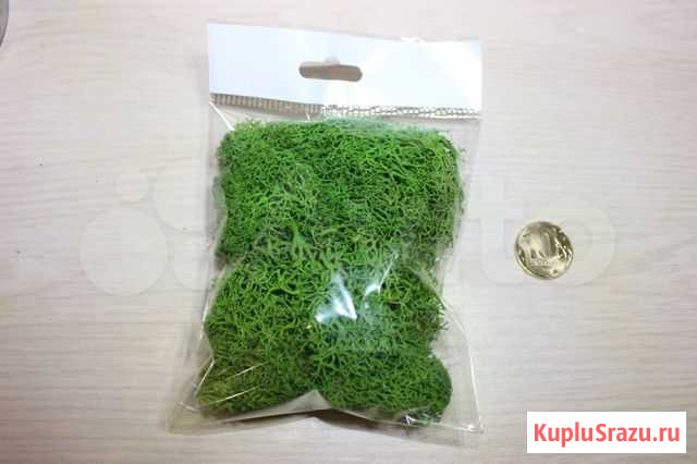Декоративный мох, зеленый Краснодар - изображение 1