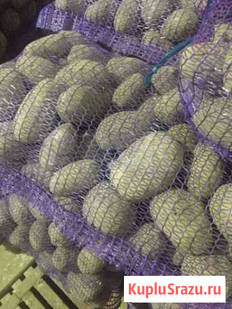 Продам картофель оптом Москва - изображение 1