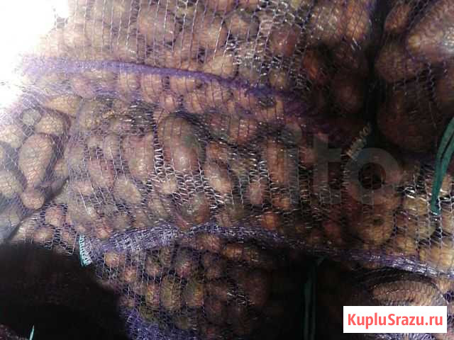 Картофель на корм скоту Белоярский - изображение 1