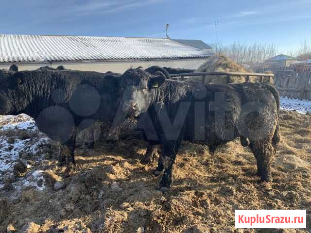 Быки Абердин Ангусы Средняя Елюзань - изображение 1