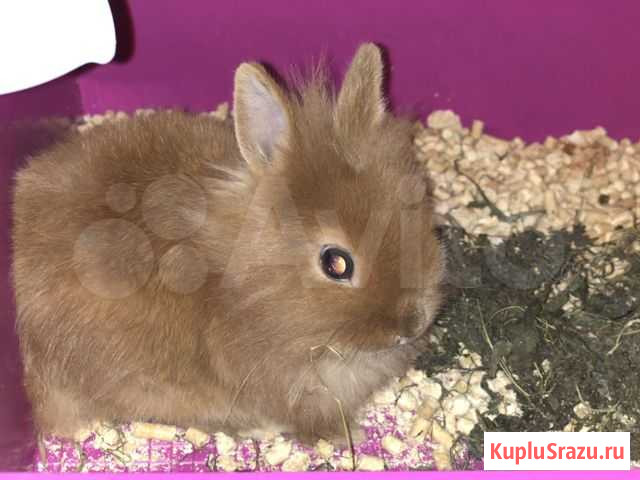 Кролик декоративный, карликовый, клетка, питание Одинцово - изображение 1