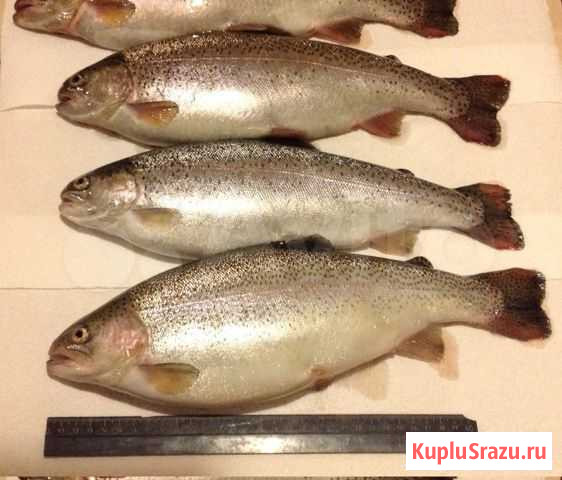 Форель живая, охл, копч. Доставка Глебычево - изображение 1