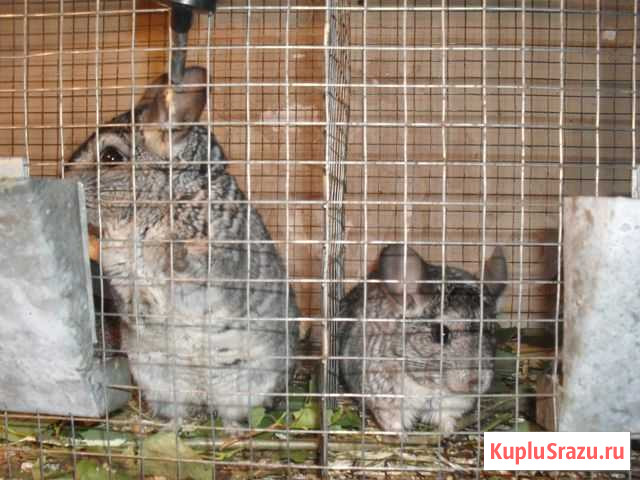 Шиншиллы Братск - изображение 1