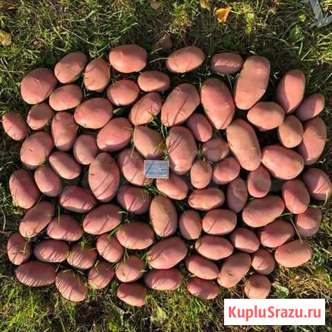 Картофель Тверь - изображение 1