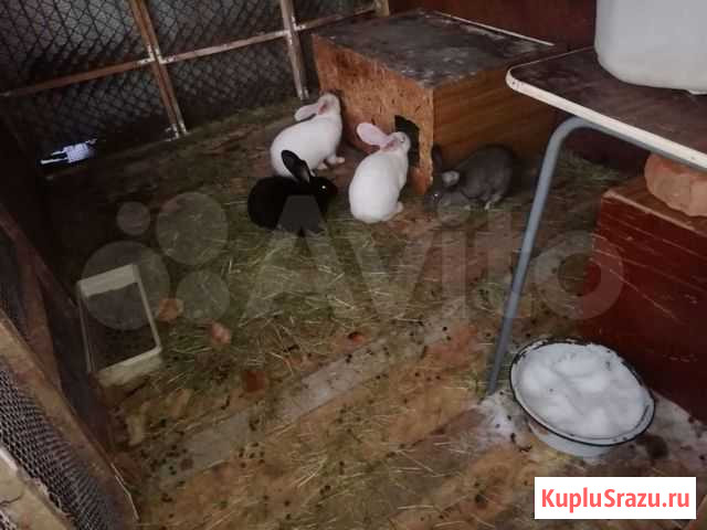Кролики великаны Первоуральск - изображение 1