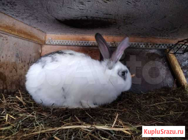 Продам кроликов Благовещенск - изображение 1