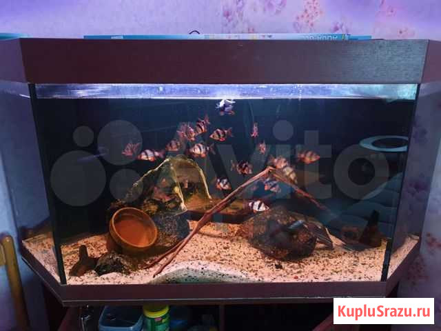 Аквариум Наро-Фоминск - изображение 1