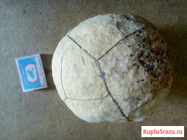 Конкреция, Септария Апшеронск - изображение 1