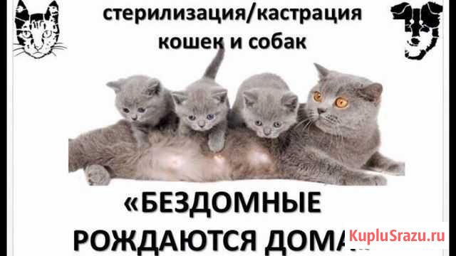 Кастрация и Стерилизация Кошек, Котов, Кобелей Белгород - изображение 1
