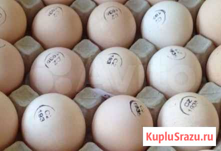 Инкубационное яйцо кобб 500 и другие Талдом - изображение 1