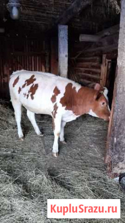 Телёнок тёлка Волжск - изображение 1