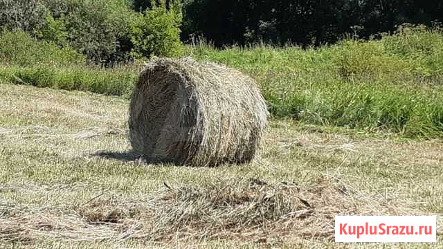 Сено Шихазаны - изображение 1