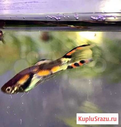 Гуппи Эндлера и Гурами мраморный Тюмень - изображение 1