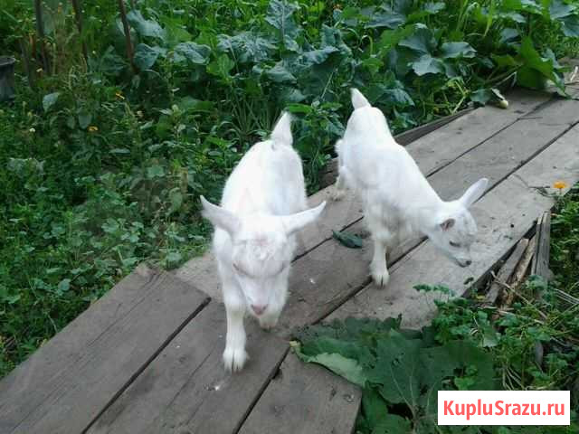 Зааненские козлик и козочка Алатырь - изображение 1