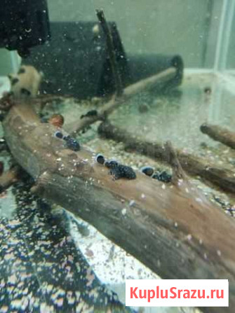 Гроты.Опоры.Анциструсы. Креветки. Растения Москва - изображение 1