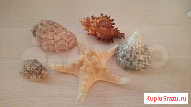 Ракушки и морская звезда Красноярск - изображение 1