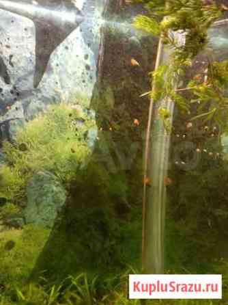 Аквариумные растения, улитки Москва