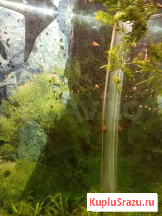 Аквариумные растения, улитки Москва - изображение 1